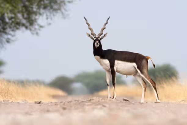 BLACKBUCK