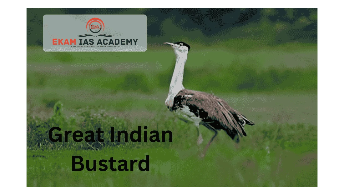 Great Indian Bustard