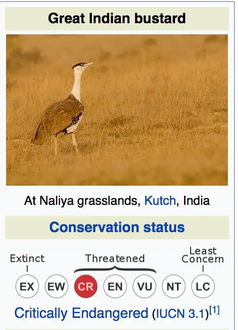 Great Indian Bustard