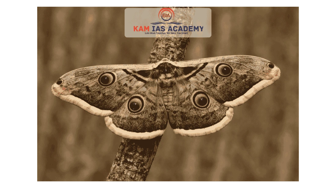 New Lichen Moth Species