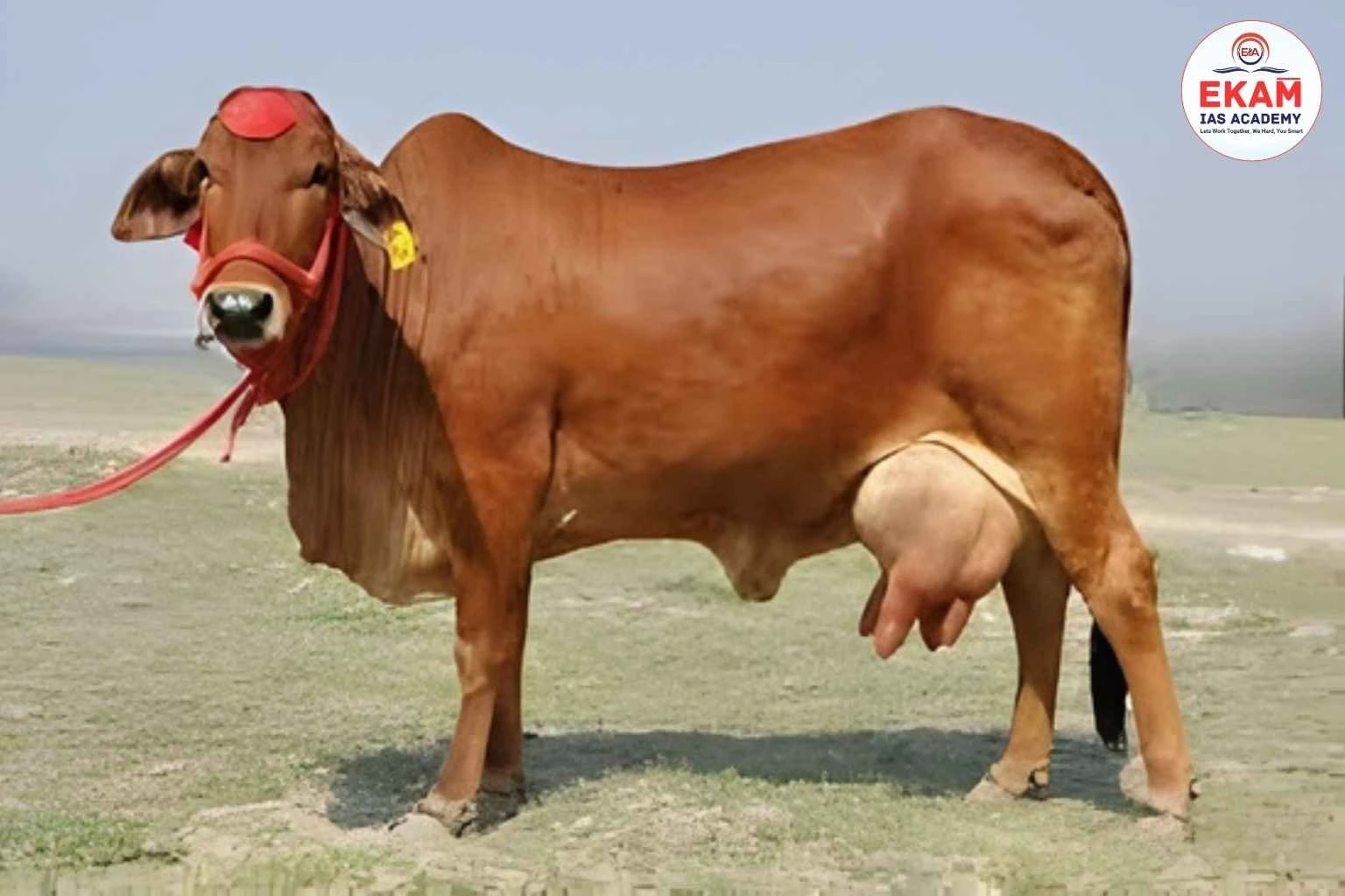 Sahiwal Cattle