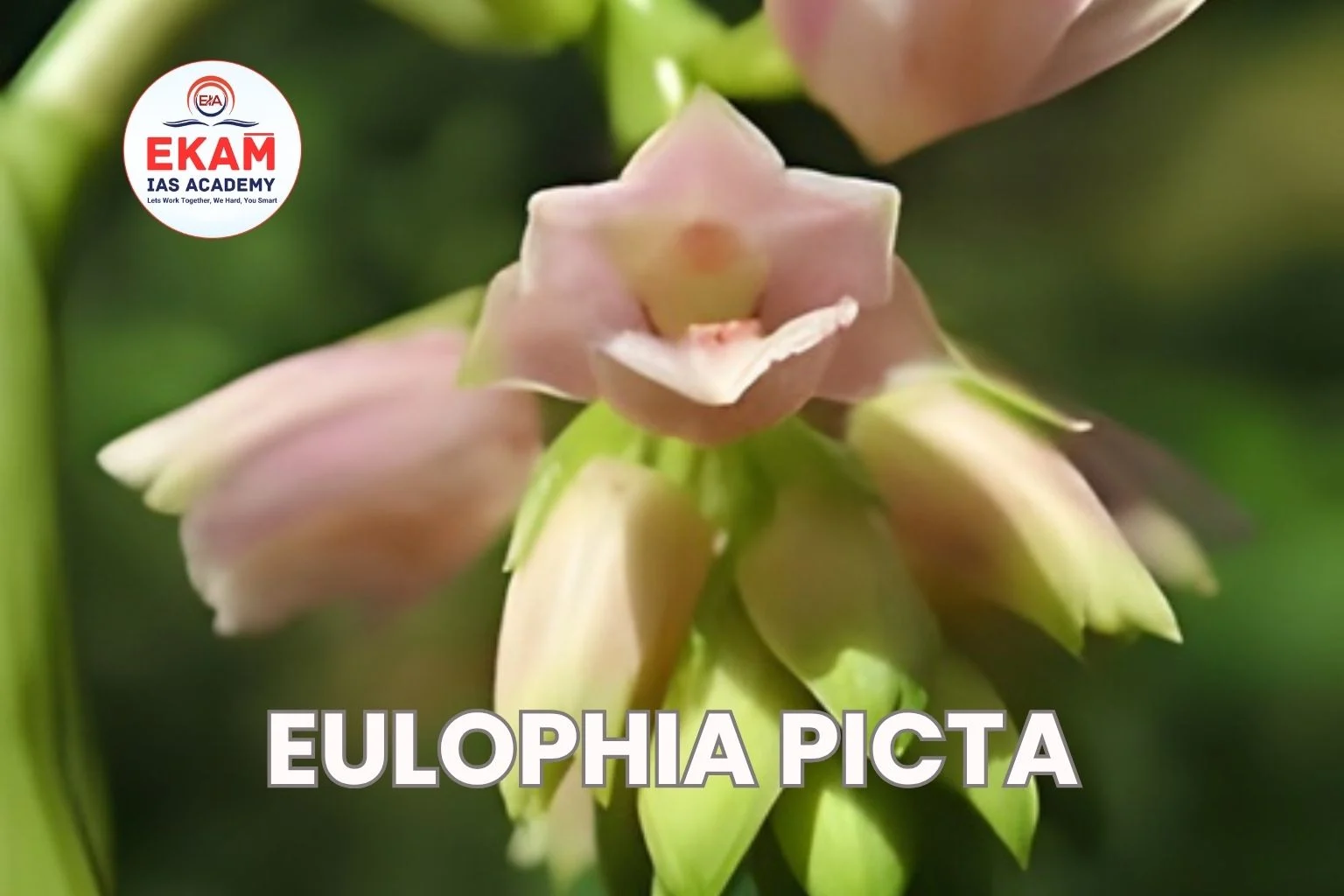 Eulophia Picta