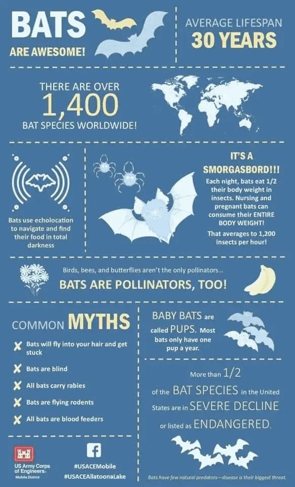 State of Indias Bats Report
