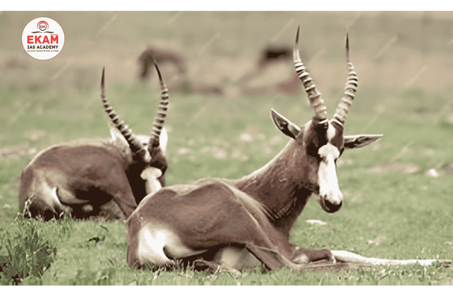 Tibetan Antelope (Chiru)