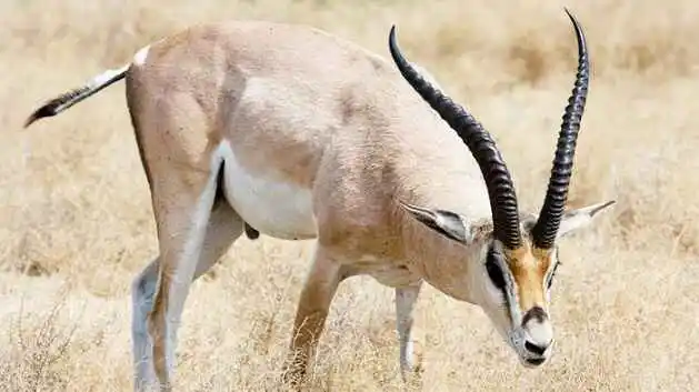 Tibetan Antelope (Chiru)
