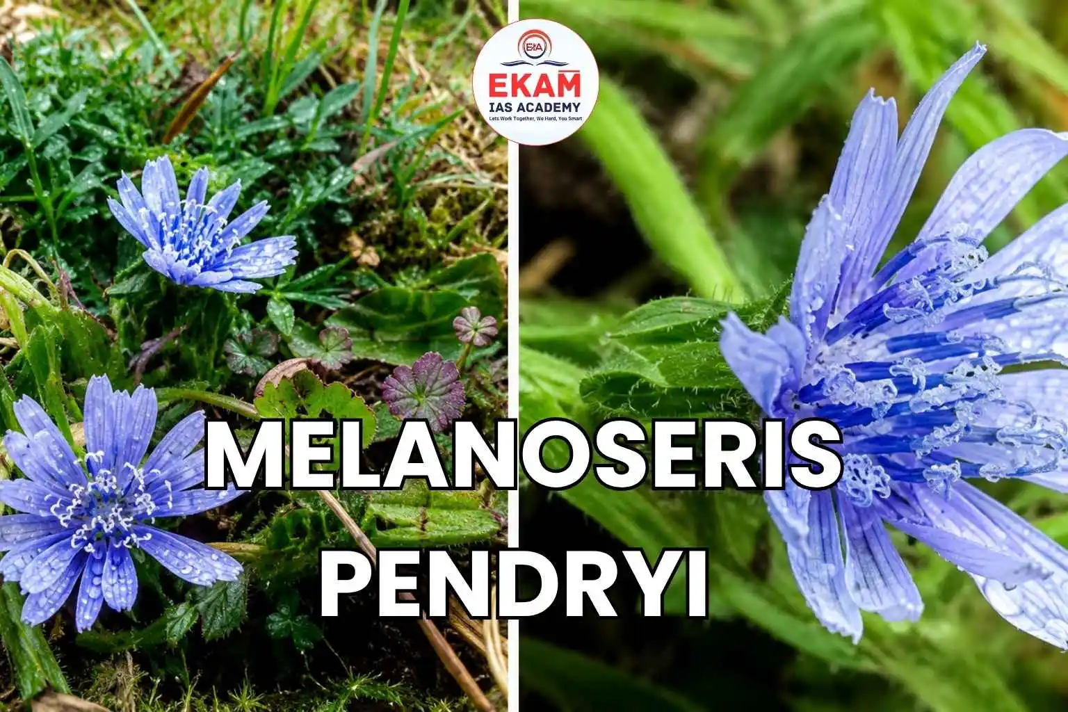 Melanoseris Pendryi