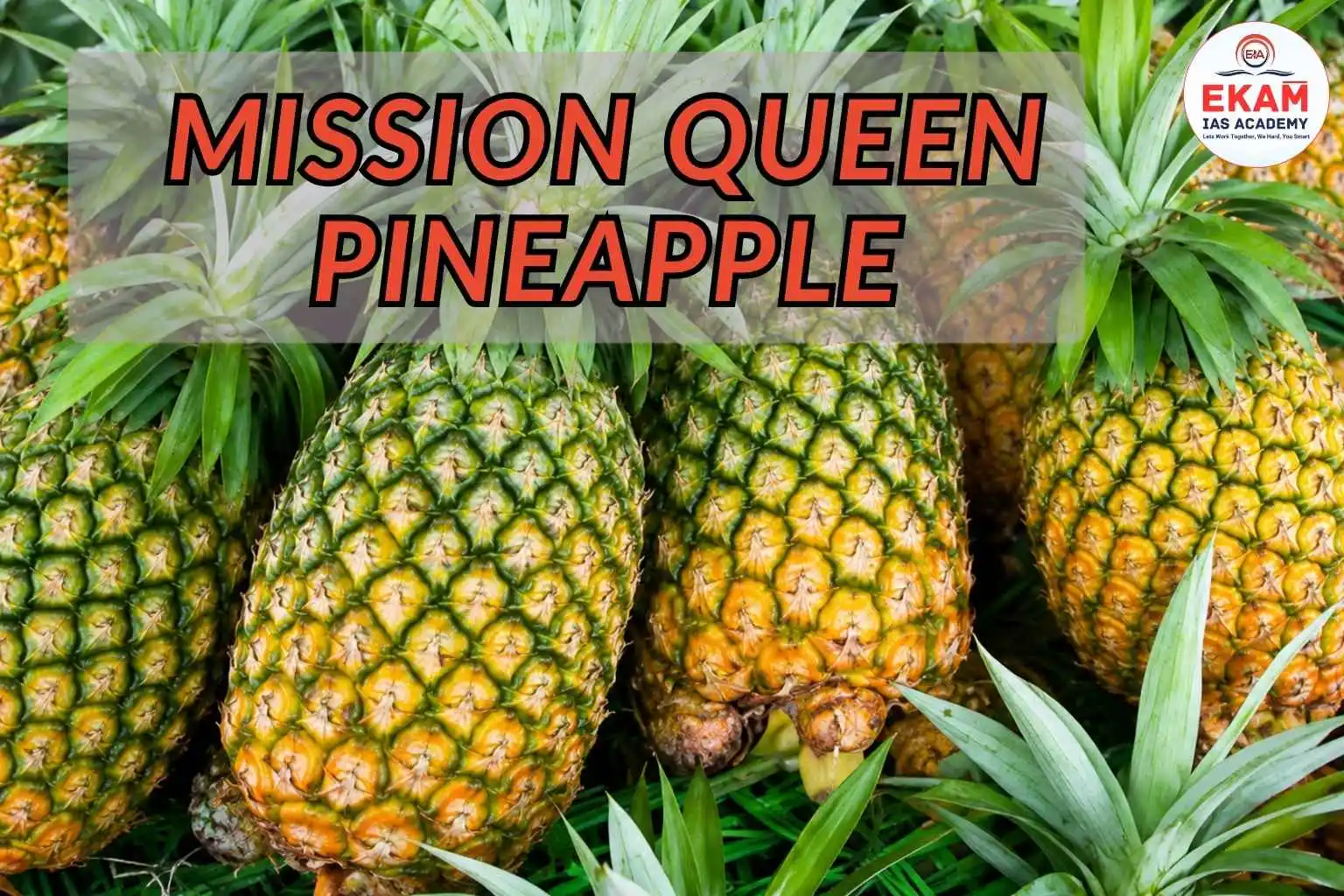 Mission Queen Pineapple