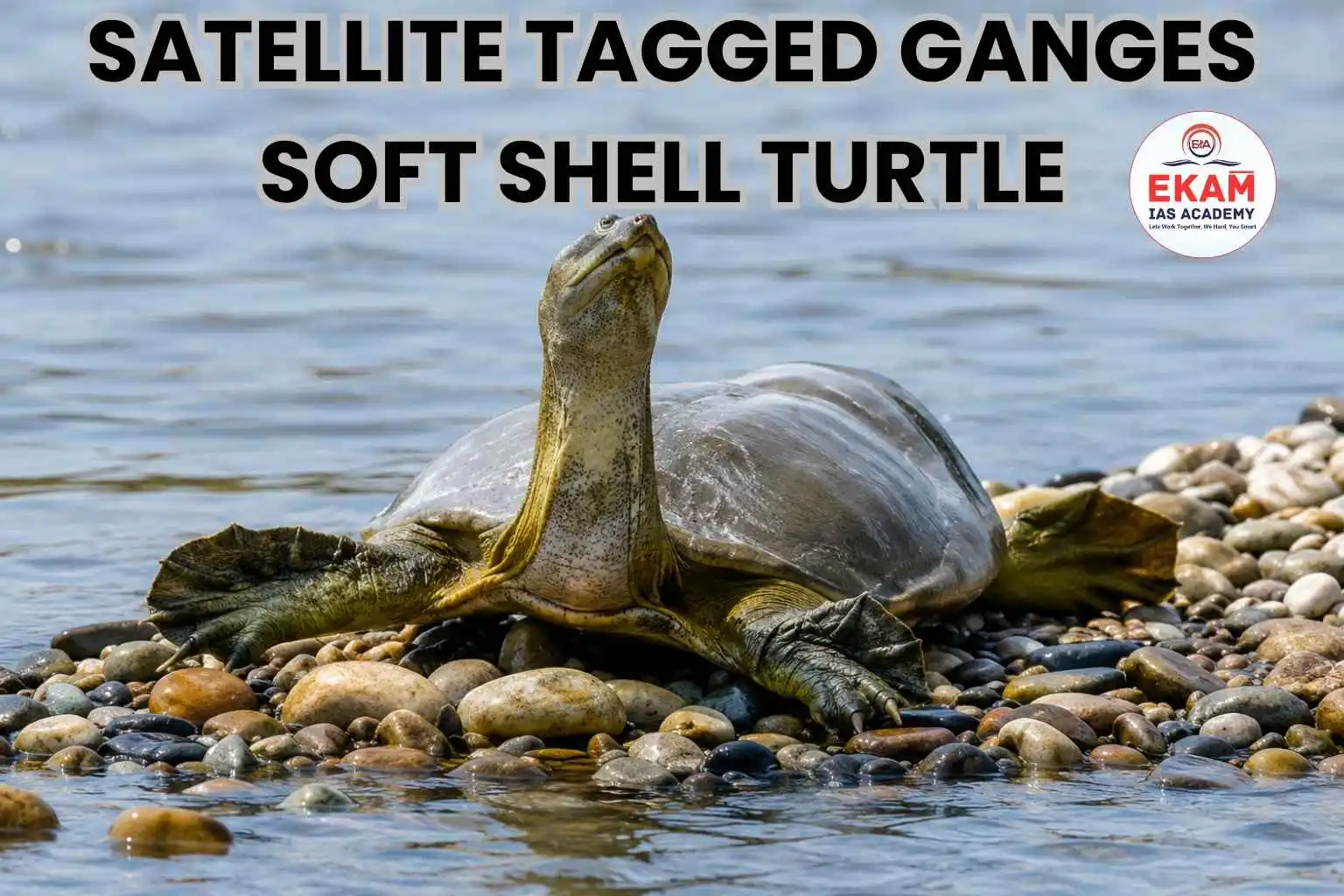 Satellite Tagged Ganges Soft Shell Turtle