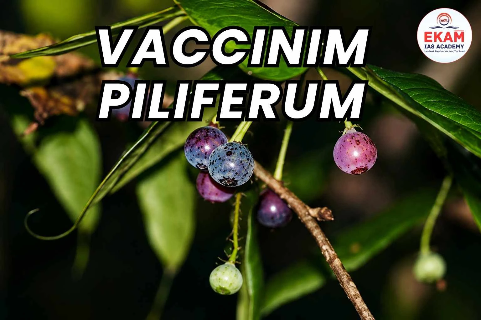 Vaccinium Piliferum