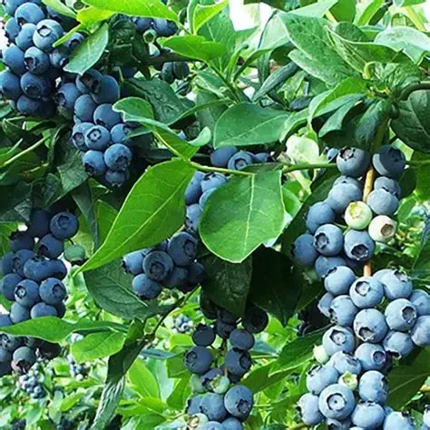 Vaccinium Piliferum