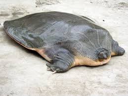 Satellite Tagged Ganges Soft Shell Turtle