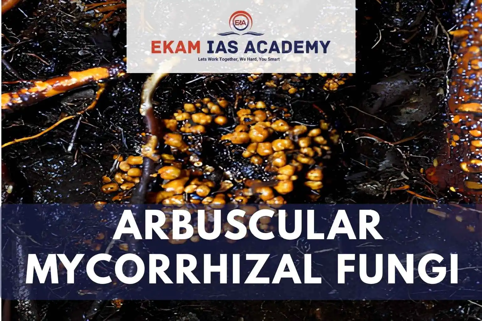 Arbuscular Mycorrhizal Fungi