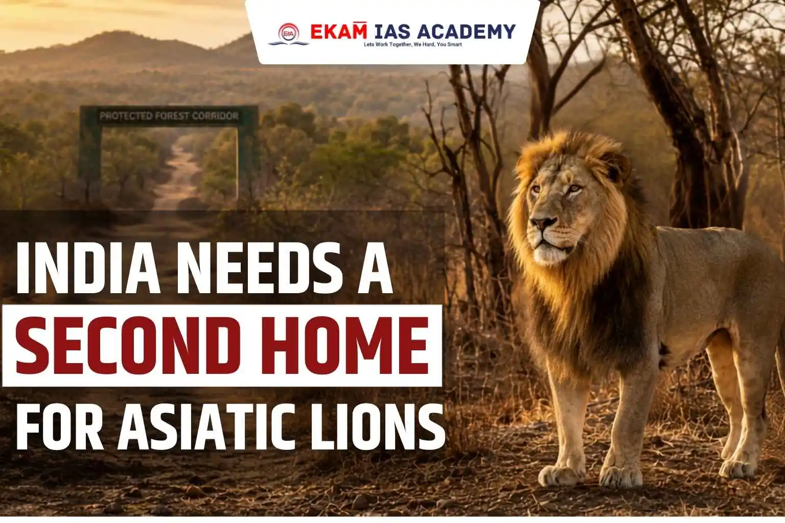 India Needs A Second Home For Asiatic Lions