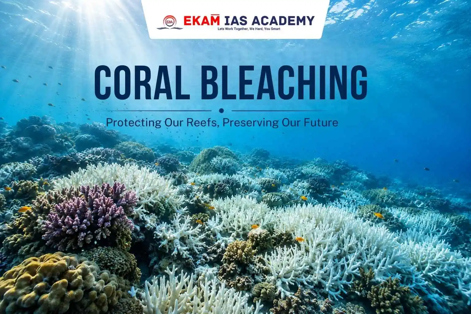Coral Bleaching