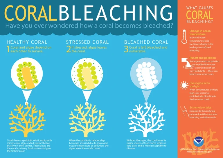 Coral Bleaching