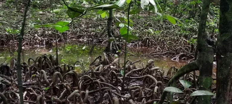Myristica Swamps