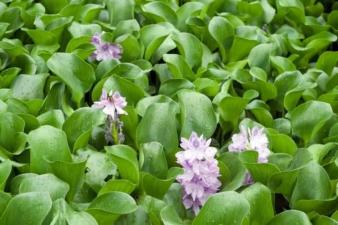 Water Hyacinth in Vembanad and Ecology